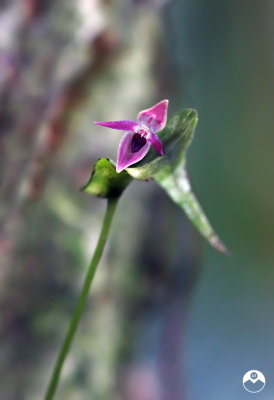 Intensely Tiny Orchid
