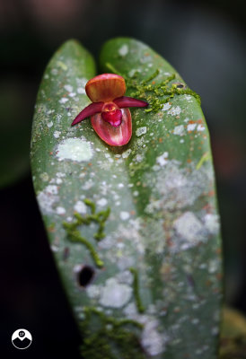 Immensely Tiny Orchid