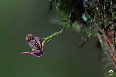 Gloriously Tiny Orchid