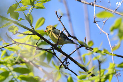 Prairie Warbler