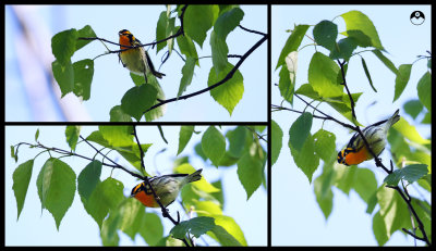Blackburnian Warbler