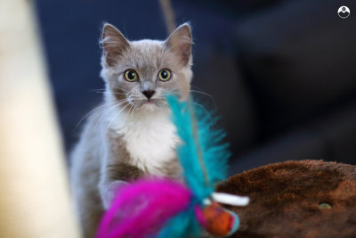 Cat Tree Discovery