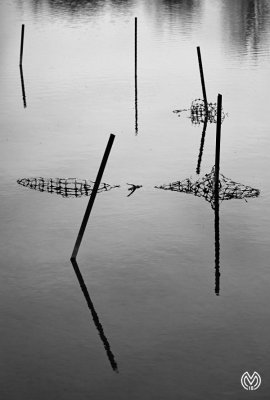 Snow Fence Estuary