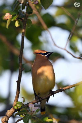 Peppered Waxwing