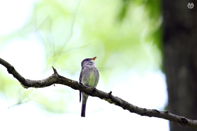 Eastern Wood Peewee