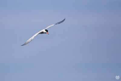 Straight Tern