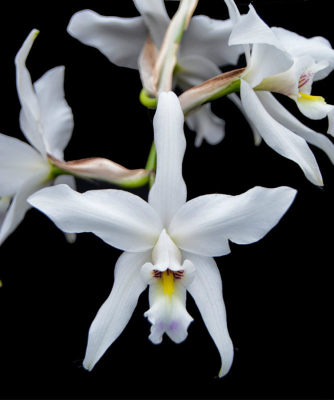 20171479  - Laelia  anceps  v  Dawsonii  Jo  Bailey  CCM/AOS  (87  points)  1-28-2017  (Marjorie McNeely Conservatory)  flower