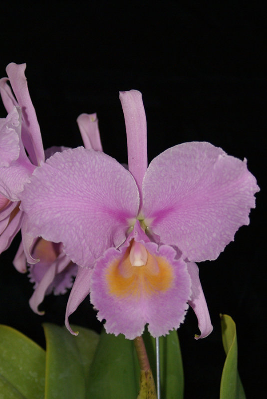 20182079  -  C.  schroederae  Reina  Vanesa  CHM/AOS  (85  points)  2-10-2018  (William  Rogerson)  flower