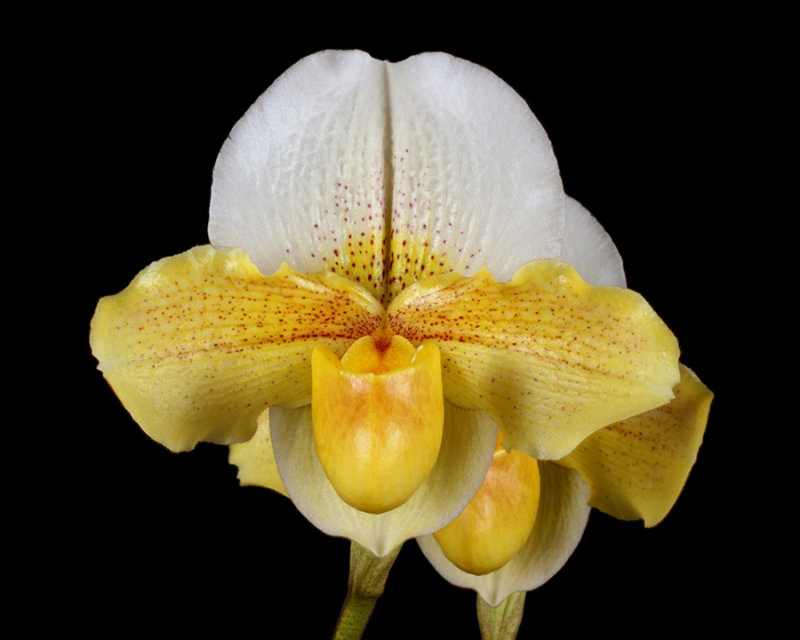 20182066  -  Paph.  Loonie  Ploom  Comb-over  AM/AOS  (83  points)  1-27-18  (Arnold  Klehm)