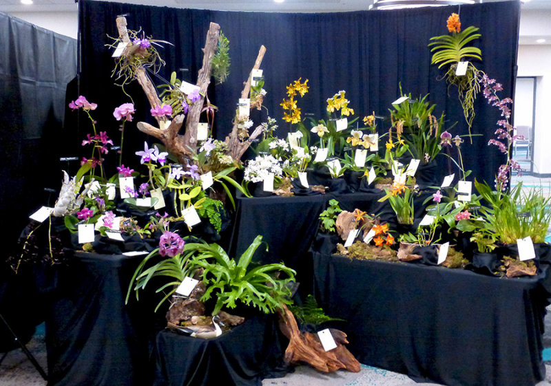 20182087  -  Exhibit  Illinois  Magic  ST/AOS  (83  points) 3-3-18  (Illinois Orchid Society)