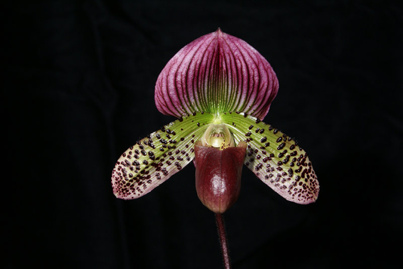 20182102 - Paph. Odettes Wish Blushing Empress AM/AOS (81 points) 3-24-18 (Mary Kandis)