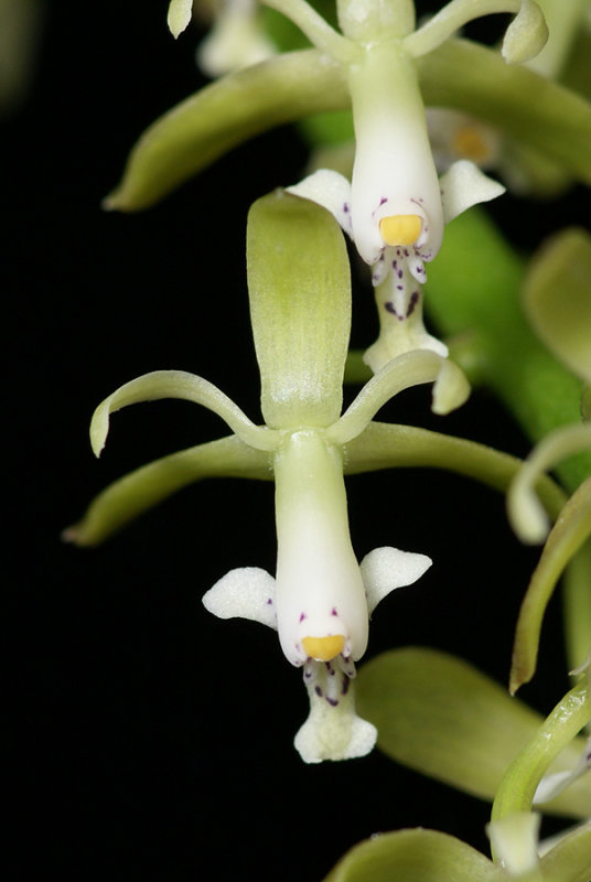 20182110  -  Epidendrum  cylindrostachys  Orkiddoc  CBR/AOS  5-12-2018  (Larry  Sexton)  flower