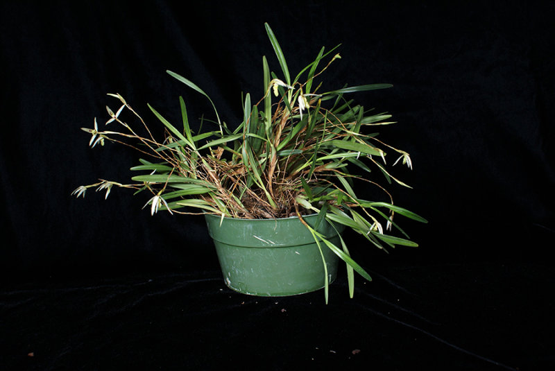 20182114 - Maxillaria acuminata Orkiddoc CBR/AOS 5-12-2018 (Larry Sexton) plant