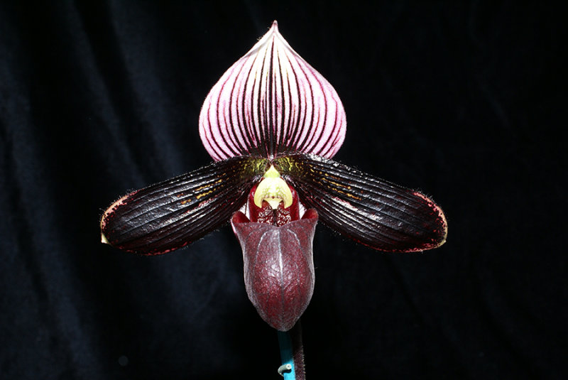 20182117 - Paph. Ghostly Contrasts Sunprarie AM/AOS (81 points) 6-9-2018 (Bil Nelson)