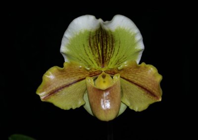 20171474   Paph Rita Chambers  'In Vogue'  (80-points)  2-11-2017  (Arnie Klehm)