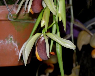 20171469  -  Coelogyne usitana 'Michael Olbrich' CCM/AOS  (85-points)  2-4-2017  (Olbrich Garden)  Flower