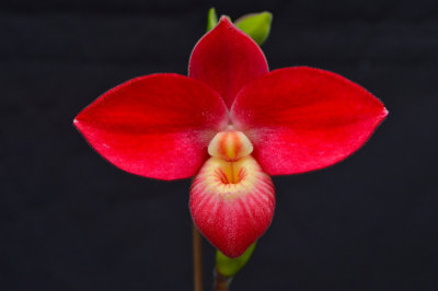 20171457  -  Phragmipedium  Inca  Rose  'Super  Star'  AM/AOS  (84  -  points)  1-28-2017  (Orchids, Ltd.)