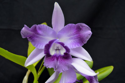 20171460  -  Cattleya  Cariad's  Mini  Quinee  'Veda'  AM/AOS  (80  -  points)  1-28-2017  (Lorie  Benassi)  flower