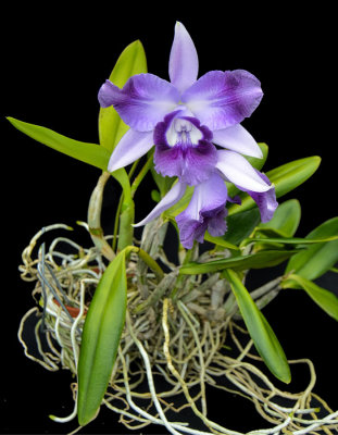 20171460  -  Cattleya  Cariad's  Mini  Quinee  'Veda'  AM/AOS  (80  -  points)  1-28-2017  (Lorie  Benassi)  plant