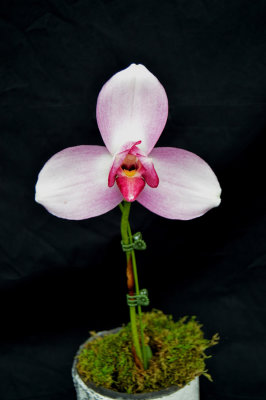 20171465  -  Lycaste  Spring  Performer  'Winter  Rose'  AM/AOS  (82  -  points)  1-28-2017  (Orchids,  Ltd.)  plant