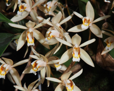 20171470  -  Coelogyne flaccida  Michael Olbrich  CCM/AOS (85-points)  2-4-2017  (Olbrich Garden)  flower  2