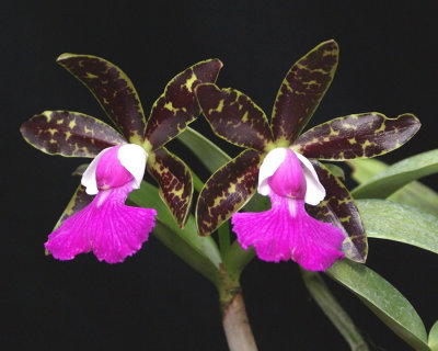 20162590  -  Cattleya  Pradit's  Spot  'Isabel's  Delight'  AM/AOS  (82  -  points)  9-17-2016  (Natt's Orchids)  two  flowers