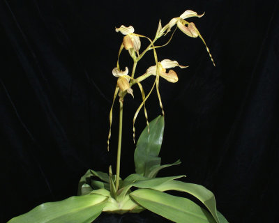 20171502  -  Paph.  platyphyllum  'Twin  Sisters'  CBR/AOS  3-18-2017  (Terry  Partin)  plant