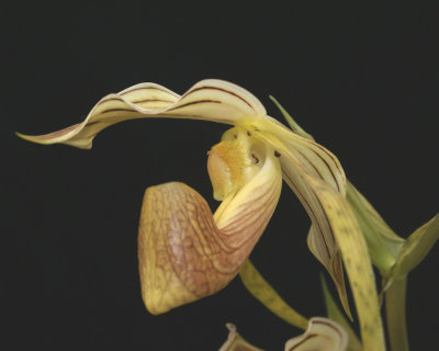 20171502  -  Paph.  platyphyllum  'Twin  Sisters'  CBR/AOS  3-18-2017  (Terry  Partin)  flower