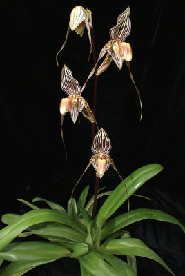 20171501  -  Paph.  Saint  Swithin  'Twin  Sisters'  HCC/AOS  (77  -  points)  3-18-2017  (Terry  Partin)  plant