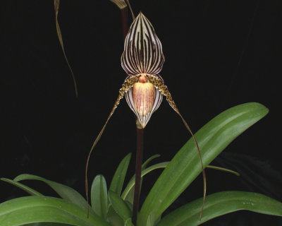 20171501  -  Paph.  Saint  Swithin  'Twin  Sisters'  HCC/AOS  (77  -  points)  3-18-2017  (Terry  Partin)  flower