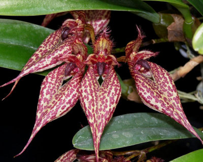 20171527  -  Bulbophyllum  Crownpoint  'Timberlane'  AM/AOS  (82)  9-9-2017  (Marcia  Whitmore)