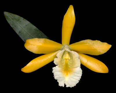 20171544  -  Prosthechea  Marina  'Grace's  Delight'  HCC/AOS  (78  points)  10-14-2017  (Grace  Arbuckle)  flower