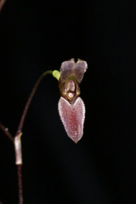 20171546  -  Pabstiella  arcuata  'Orkiddoc'  CBR/AOS  12-9-17  (Larry  Sexton)  flower