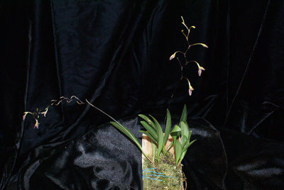 20171546 - Pabstiella arcuata 'Orkiddoc' CBR/AOS 12-9-17 (Larry Sexton) plant