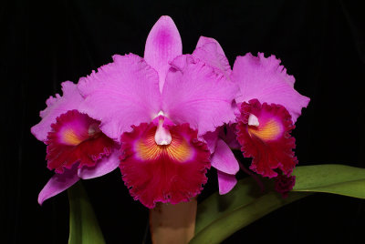 20171547 - Rlc.  Doc's  Holiday  'Iowa' AM/AOS (82 points) 12-9-2017 (Robert Bannister)