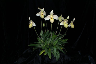 20182050  -  Paph.  Memoria  Larry  Heuer  Livingston  CCE/AOS  (92  points)  1-13-18  (Kim  Livingston)