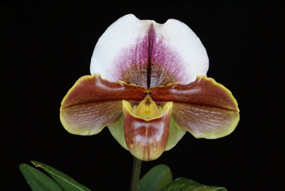 20182053  -  Paph.  Gigilight  'Gay  Paree'  AM/AOS  (80  points)  1-13-18  (Arnold  Klehm)