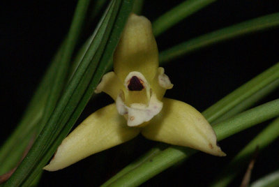 20182054  -  Maxillaria  kautskyi  'Orkiddoc'  CBR/AOS  1-13-18  (Larry  Sexton)  flower