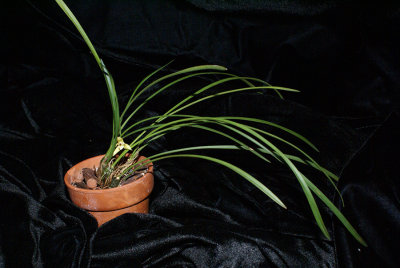 20182054  -  Maxillaria  kautskyi  'Orkiddoc'  CBR/AOS  1-13-18  (Larry  Sexton)  plant