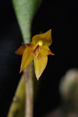 20182057  -  Pabstiella  aurantiaca  'Orkiddoc'  CBR/AOS  1-13-18  (Larry  Sexton)  flower