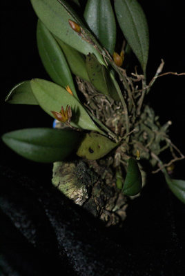 20182057  -  Pabstiella  aurantiaca  'Orkiddoc'  CBR/AOS  1-13-18  (Larry  Sexton)  plant