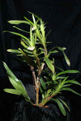 20182077  -  Camaridium  (Maxillaria)  carinulata  'Orkiddoc'  CBR/AOS  2-10-2018  (Larry  Sexton)  plant