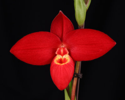 20182063  -  Phrag.  Red  Wing  'Makka'  AM/AOS  (88  points)  1-27-18  (Orchids, Ltd)