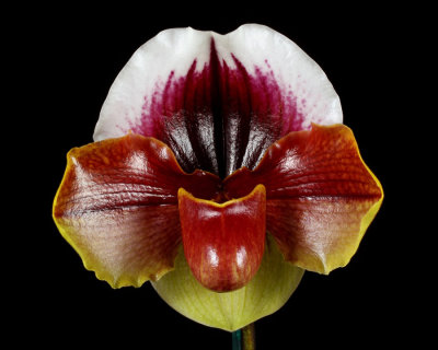20182068  -  Paph.  Red's  Red  'Lauren'  HCC/AOS  (79  points)  1-27-18  (Arnold  Klehm)