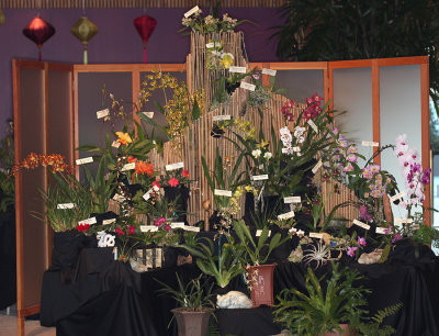 20182088  -  Exhibit  'Anne's  Asian  Dream'  ST/AOS  (83  points)  3-10-18  (Illinois  Orchid  Society)