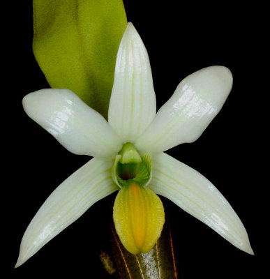 20182092  -  Dendrobium  scabrilinge  'Biju'  HCC/AOS  (78  points)  3-10-18  (Steve  Gonzalez)  flower