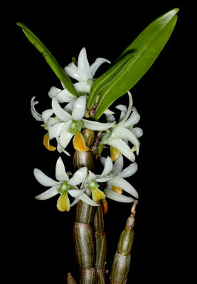 20182092  -  Dendrobium  scabrilinge  'Biju'  HCC/AOS  (78  points)  3-10-18  (Steve  Gonzalez)  plant