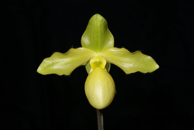20182101 - Paph. Pedro's Moon 'Timberlane' HCC/AOS (77 points) 3-24-18 (Marcia Whitmore)