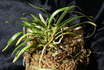 20182107  -  Angraecum  caulescens  'Sunprarie'  CBR/AOS  4-14-2018  (Bil  Nelson)  plant