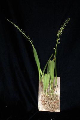 20182110  -  Epidendrum  cylindrostachys  'Orkiddoc'  CBR/AOS  5-12-2018  (Larry  Sexton)  plant